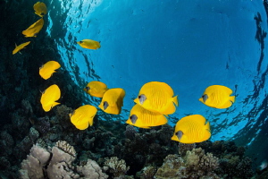 Small school of butterflyfish near the surface at dusk & ... by Paul Colley 